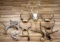 NORTH AMERICAN WHITE TAIL DEER ANTLER & SKULL LOT
