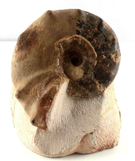 RETICULATED AMMONITE FOSSIL IN STONE DISPLAY