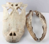 REAL FLORIDA ALLIGATOR SKULL