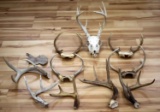 NORTH AMERICAN WHITE TAIL DEER ANTLER & SKULL LOT