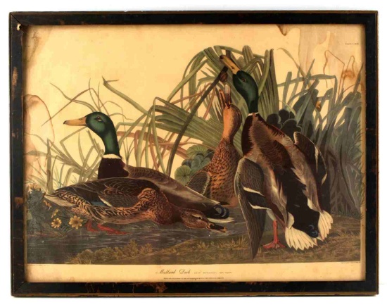 MALLARD DUCK ANTIQUE AVIARY PRINT AUDUBON BOSCHAS