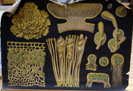 2 1960S VINTAGE BOTANICAL CLASSROOM PRINT LOT