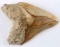 6 INCH MEGALODON FOSSIL SHARK TOOTH