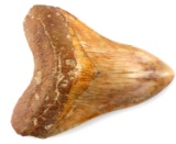 5 1/2 INCH FOSSIL MEGALODON SHARK TOOTH