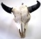 REAL BONE BUFFALO BISON BULL SKULL