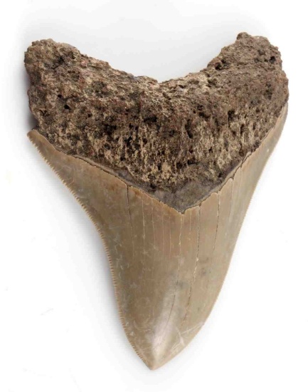 OVER 4 INCH FOSSIL MEGALODON SHARK TOOTH