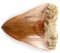 5 INCH FOSSIL MEGALODON SHARK TOOTH