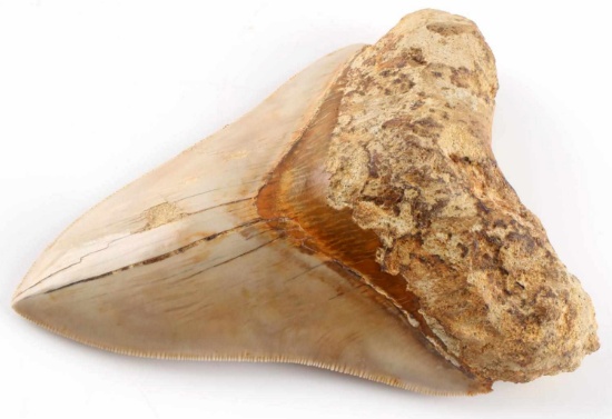5 INCH FOSSIL MEGALODON SHARK TOOTH