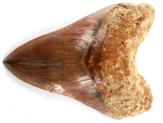 5 1/2 INCH FOSSIL MEGALODON SHARK TOOTH