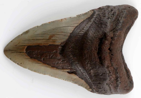5 INCH MEGALODON SHARK TOOTH FOSSIL