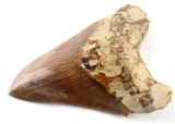 5 INCH FOSSIL MEGALODON SHARK TOOTH