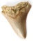 3 INCH FOSSIL MEGALODON SHARK TOOTH