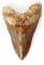 5 INCH FOSSIL MEGALODON SHARK TOOTH