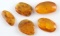 LOT OF 5 FOSSILIZED BALTIC AMBER WITH MOSQUITOES