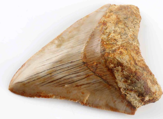 3 1/2 INCH FOSSIL MEGALODON SHARK TOOTH