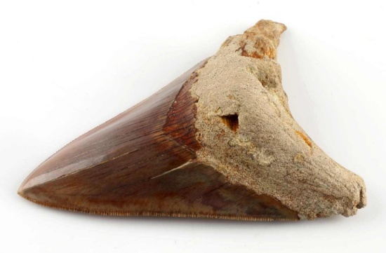 5 INCH FOSSIL MEGALODON SHARK TOOTH