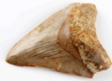 3 1/2 INCH FOSSIL MEGALODON SHARK TOOTH