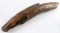 PREHISTORIC MASTODON FOSSIL IVORY TUSK