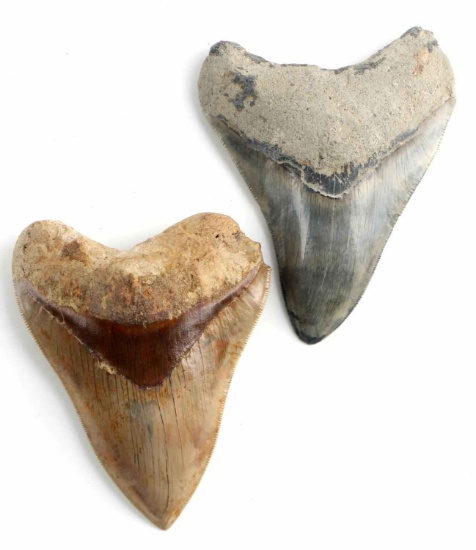 2 MEGALODON SHARK TEETH 5 1/4 & 4 1/2 INCHE