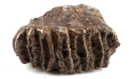 WOOLY MAMMOTH TOOTH MOLAR PLEISTOCENE 8X5 INCHES