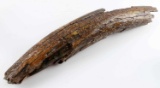 PREHISTORIC MASTODON FOSSIL IVORY TUSK