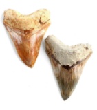 2 MEGALODON SHARK TOOTH LOT 5 INCH EACH