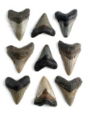 2 TO 3 INCH MEGALODON SHARK TOOTH LOT OF 9 TEETH