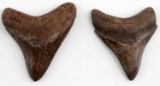 2 FOSSILIZED MEGALODON SHARKS TEETH