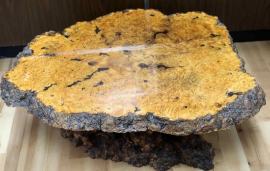 BUCKEYE BURL WOOD COFFEE TABLE
