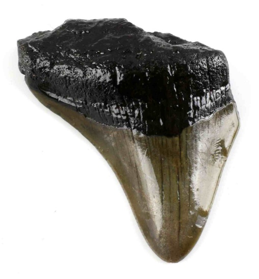 EARLY POLISHED MEGALADON TOOTH PIECE BROKEN OFF