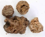 3 POUNDS OF AGATIZED ROUGH RED CORAL FOSSILS