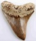 4.75 INCH FOSSIL MEGALODON SHARK TOOTH