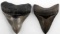 2 LARGE MEGALODON FOSSIL SHARK TOOTH LOT