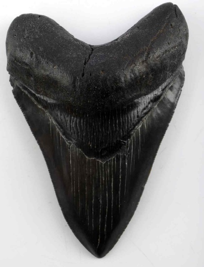 4.5 INCH FOSSIL MEGALODON SHARK TOOTH