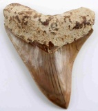 4.75 INCH FOSSIL MEGALODON SHARK TOOTH