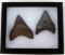 MEGALODON SHARK TEETH LOT OF 2 3 INCHES EACH