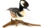 TAXIDERMY MOUNT HOODED MERGANSER DUCK WITH BRANCH
