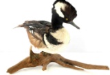 TAXIDERMY MOUNT HOODED MERGANSER DUCK WITH BRANCH