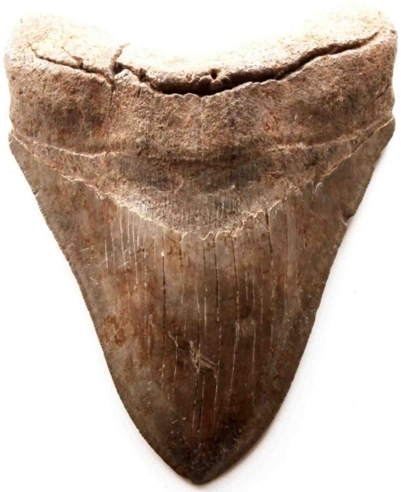 FOSSILIZED 6 1/8 INCH MEGALODON SHARK TOOTH