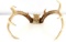 9 POINT BUCK ANTLER RACK OF WHITE TAIL DEER