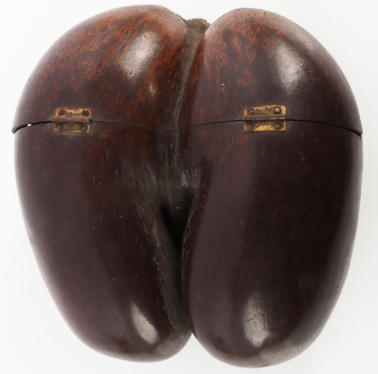 RARE COCO DE MER GIANT SEED POD FROM SEYCHELLES