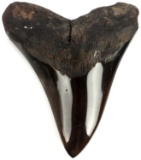 4 1/2 INCH MEGALODON SHARK TOOTH JEWELER POLISHED