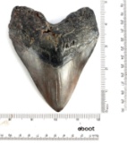5 INCH FOSSILIZED MEGALODON SHARK TOOTH