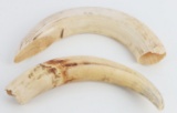 ANTIQUE AFRICAN WARTHOG TUSK LOT OF 2