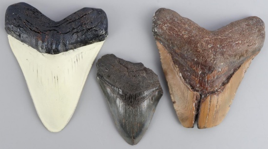 LOT OF 3 LARGE MEGALODON FOSSIL SHARK TEETH