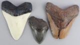 LOT OF 3 LARGE MEGALODON FOSSIL SHARK TEETH