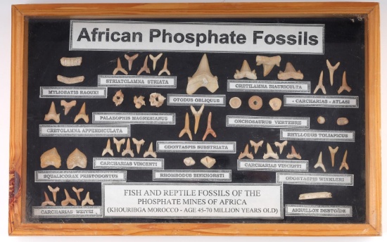 FRAME OF AFRICAN PHOSPHATE FOSSILS SHARK TEETH