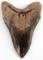 5 INCH MEGALODON FOSSIL SHARK TOOTH SMOOTH