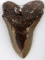 4.75 INCH MEGALODON SHARK TOOTH FOSSIL