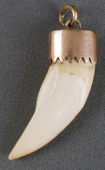 14 KT GOLD MOUNT BEAR TOOTH PENDANT